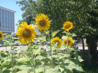 P7290075