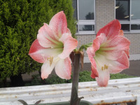 P6090079
