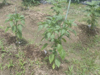 P6180012