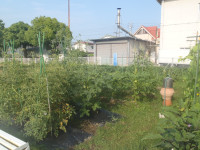 P7090012