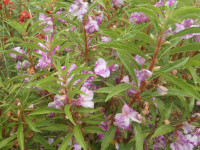 P9040026
